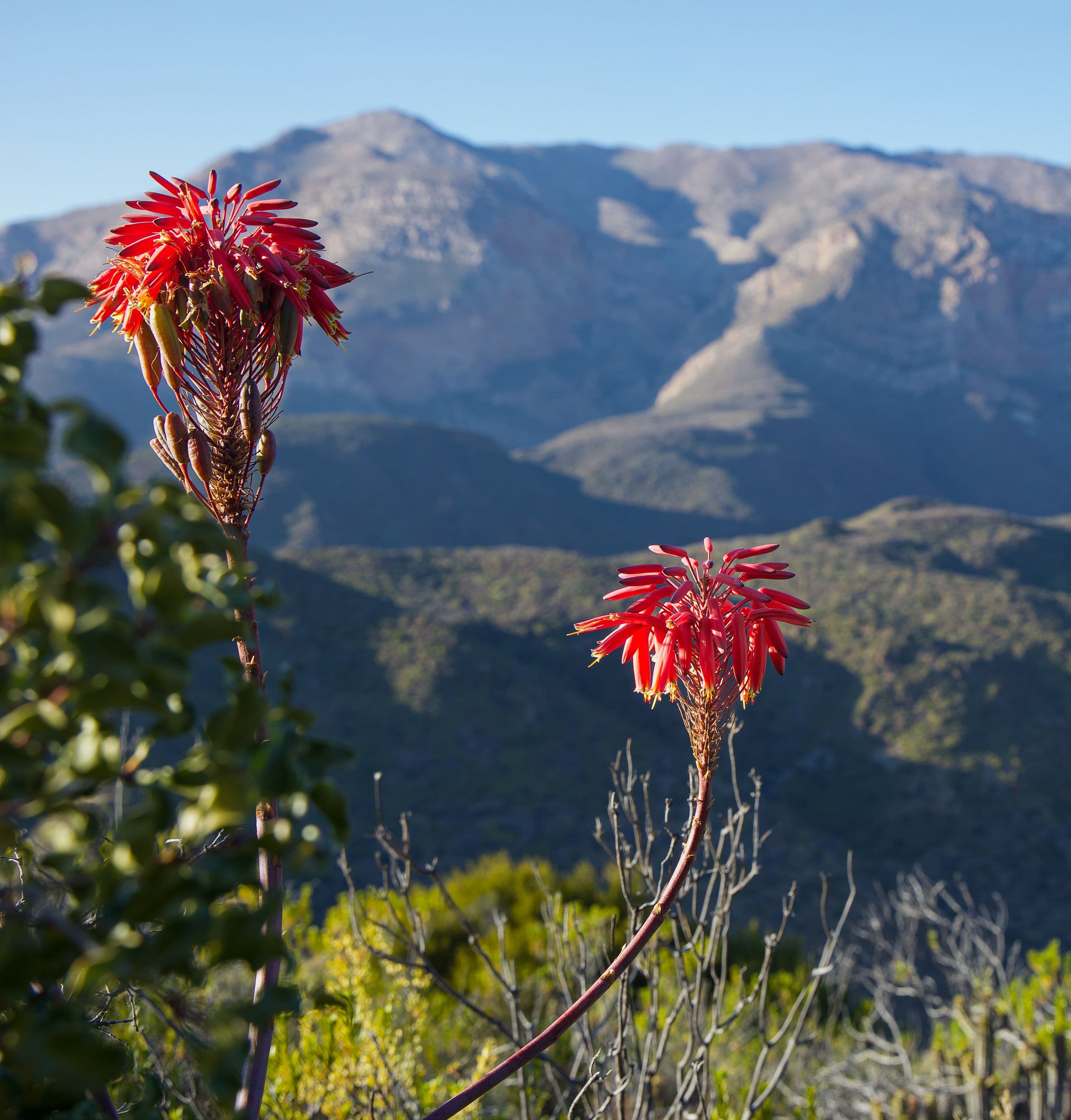Flora of the Swartberg Nature Reserve